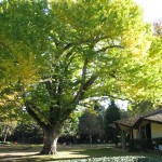 The Grounds